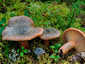 Lactarius fennoscandicus