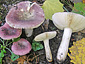 Russula pelargonia