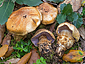 Cortinarius caligatus