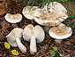 Russula sanguinea