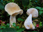 Lactarius salicis-reticulatae