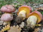 Boletus pulchrotinctus