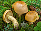 Cortinarius nanceiensis