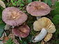 Russula parodorata