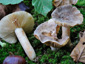 Lactarius azonites fo. azonites