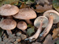 Lactarius quietus