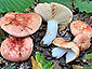 Russula maculata