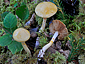 Cortinarius delibutus