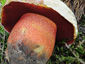 Boletus rhodoxanthus