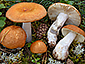 Russula decolorans