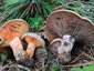 Lactarius sanguifluus (dx) vs semisanguifluus (sx)