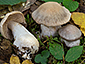 Cortinarius turgidus