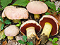 Boletus pulchrotinctus