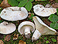Lactifluus bertillonii