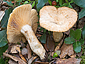 Lactarius mairei