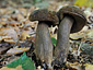 Tylopilus porphyrosporus