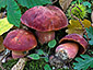 Boletus dupainii