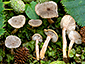 Lactarius lepidotus