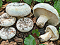 Lactifluus bertillonii