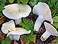 Lactifluus piperatus