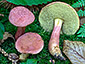 Rheubarbariboletus armeniacus