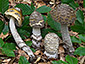 Amanita ceciliae