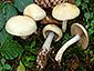 Cortinarius delibutus