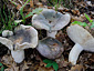 Russula cyanoxantha