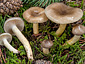 Hygrophorus hypothejus