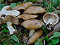 Cortinarius balteatus