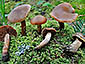 Cortinarius zinziberatus