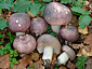 Russula cyanoxantha