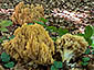 Ramaria flavescens