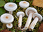 Lactarius scoticus