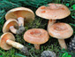 Lactarius deliciosus