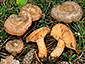 Lactarius quieticolor