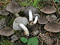 Tricholoma terreum