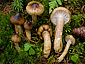 Hygrophorus olivaceoalbus