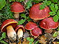 Boletus dupainii