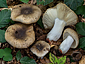 Russula recondita