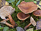 Lactarius lacunarum