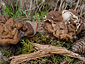 Gyromitra gigas