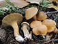 Suillus bovinus