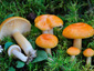 Lactarius porninsis