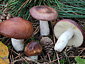 Russula caerulea