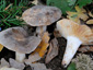 Lactarius azonites fo. azonites