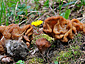 Gyromitra gigas