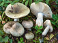 Russula aeruginea