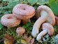 Lactarius torminosus