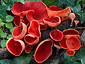 Sarcoscypha coccinea